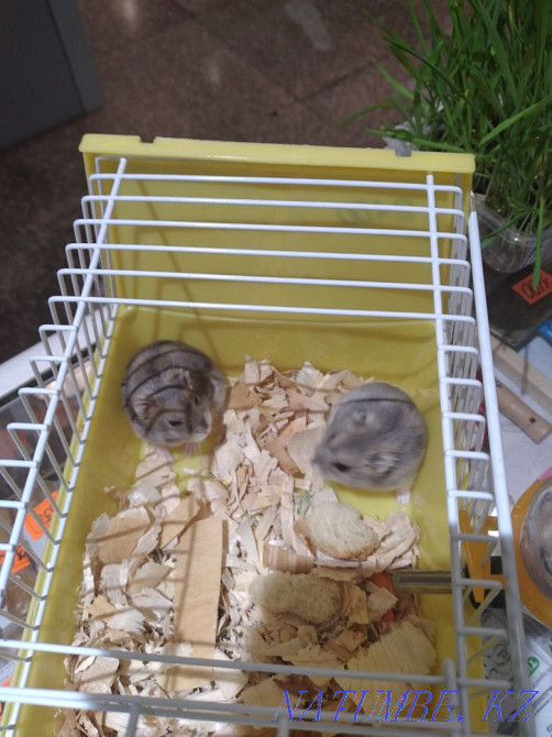 Djungarian hamsters Ust-Kamenogorsk - photo 1
