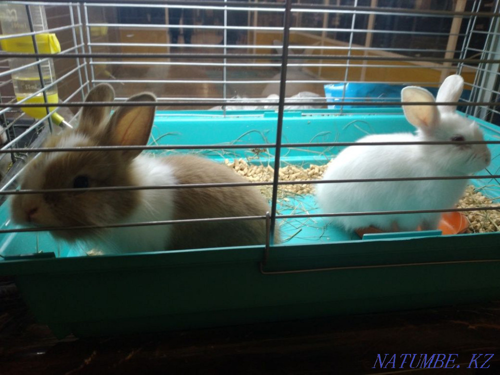 Rabbits decorative Ust-Kamenogorsk - photo 2