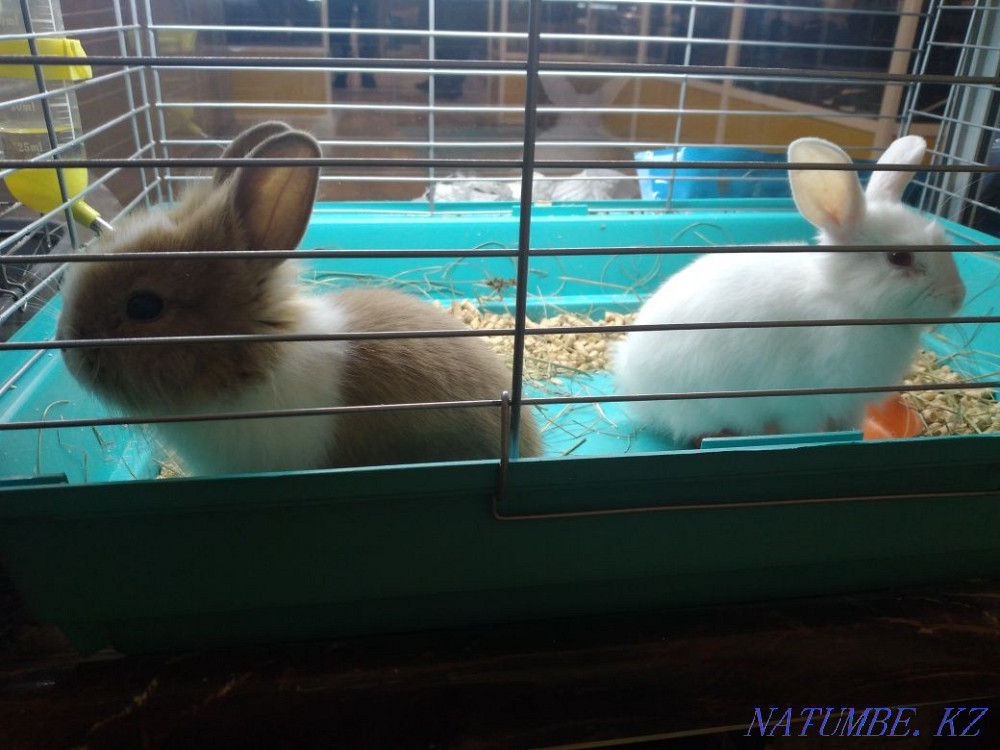 Rabbits decorative Ust-Kamenogorsk - photo 1