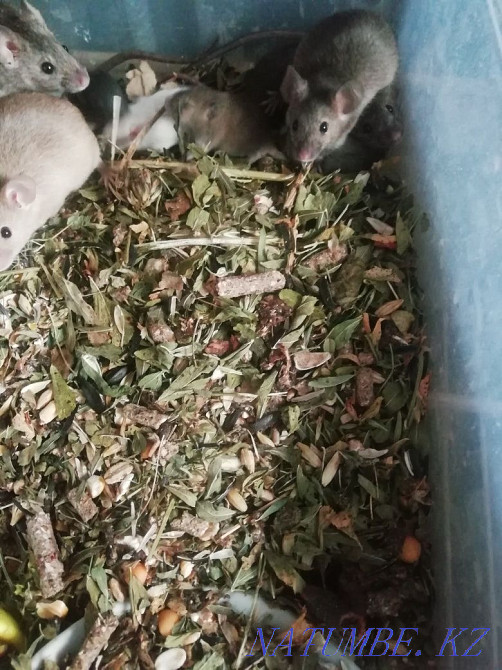 Sell decorative mice Герасимовка - photo 1