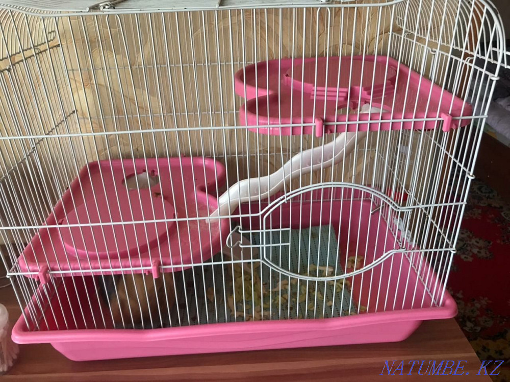 Beasts: guinea pig Нуркен - photo 3