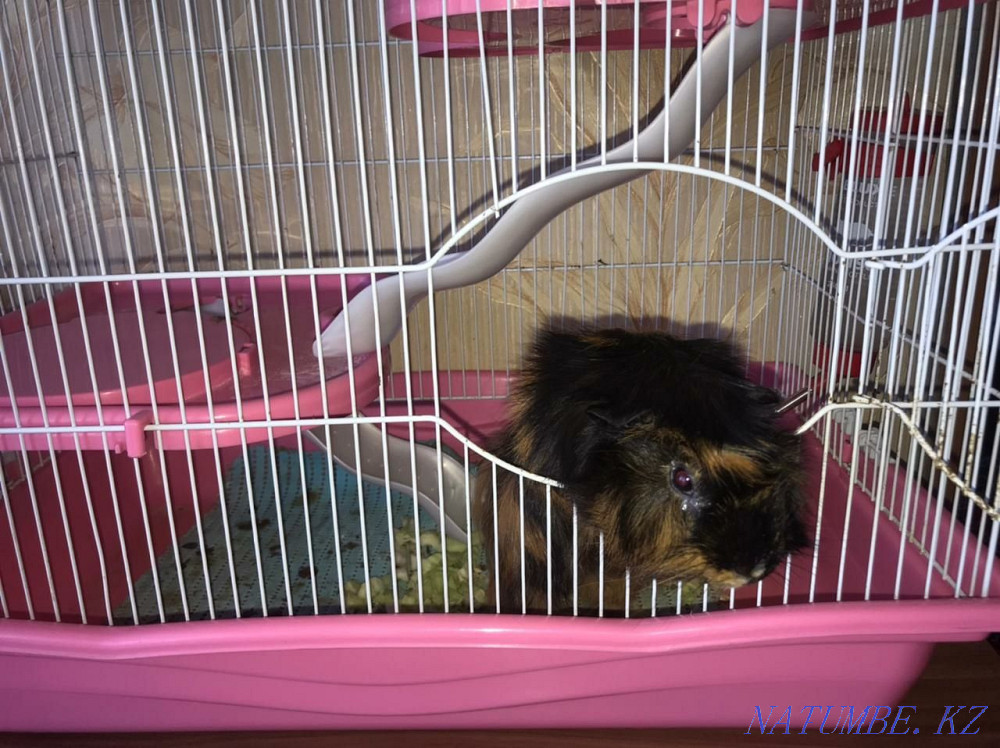 Beasts: guinea pig Нуркен - photo 1