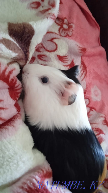 Selling guinea pig. Girl. Atbasar - photo 1