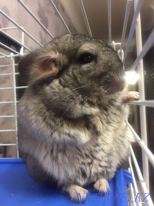 Chinchillas are gray Almaty - photo 4