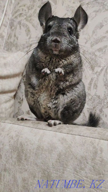 Chinchillas are gray Almaty - photo 6