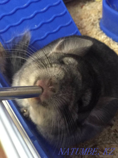 Chinchillas are gray Almaty - photo 2