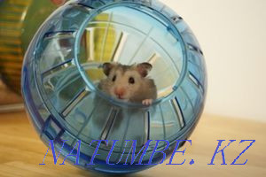 Walking ball for a hamster Semey - photo 1
