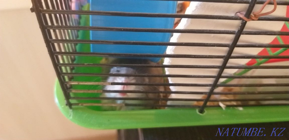 сатылады үйі бар хомяк Мичуринское - изображение 1