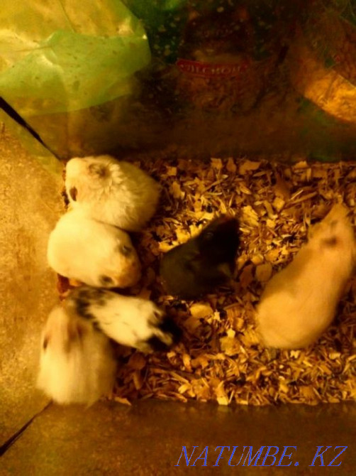Syrian hamsters Pavlodar - photo 1