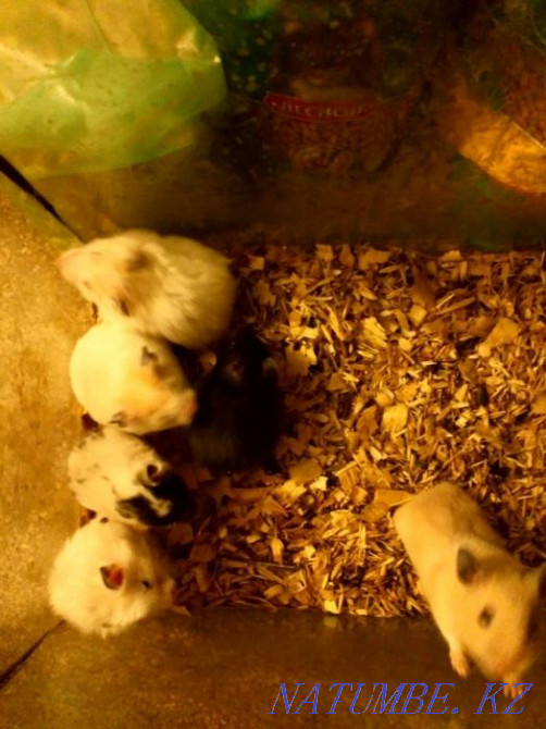 Syrian hamsters Pavlodar - photo 2