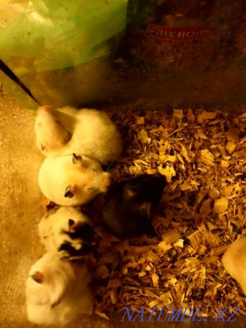 Syrian hamsters Pavlodar - photo 3