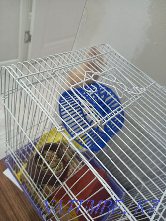 Hamster with cage Мичуринское - photo 5