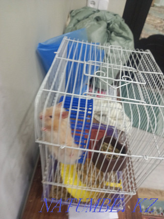 Hamster with cage Мичуринское - photo 1