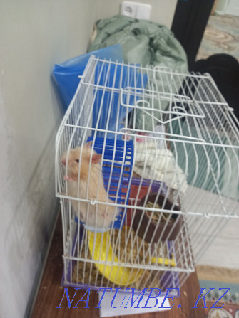 Hamster with cage Мичуринское - photo 2