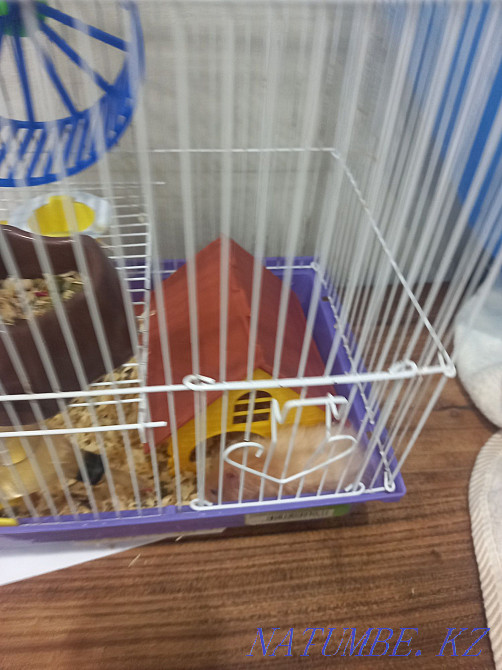Hamster with cage Мичуринское - photo 6