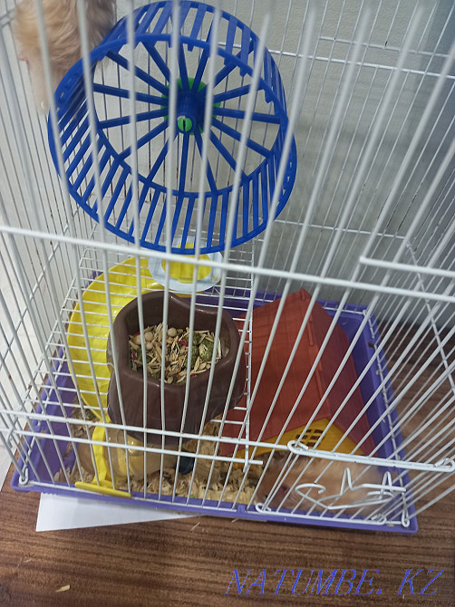 Hamster with cage Мичуринское - photo 3
