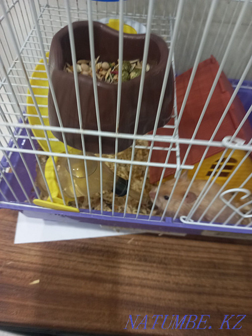 Hamster with cage Мичуринское - photo 4