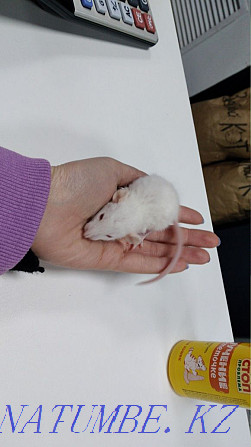 Rats available Astana - photo 4