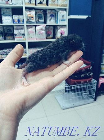 Rats available Astana - photo 2