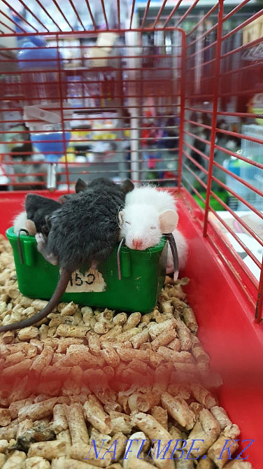 Rats available Astana - photo 1