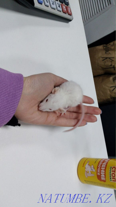 Rats available Astana - photo 4