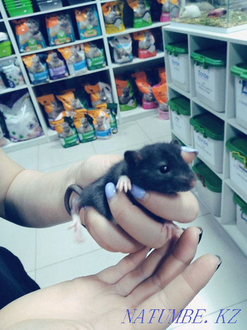 Rats available Astana - photo 3