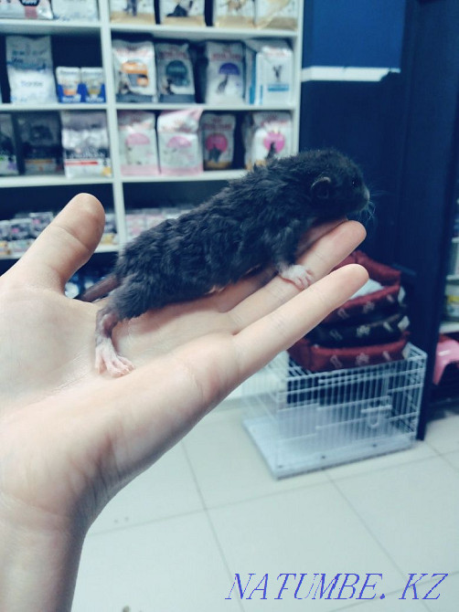 Rats available Astana - photo 2