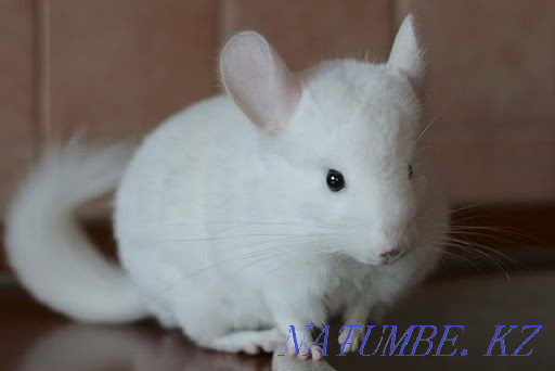 Chinchilla girl Бесагаш - photo 2