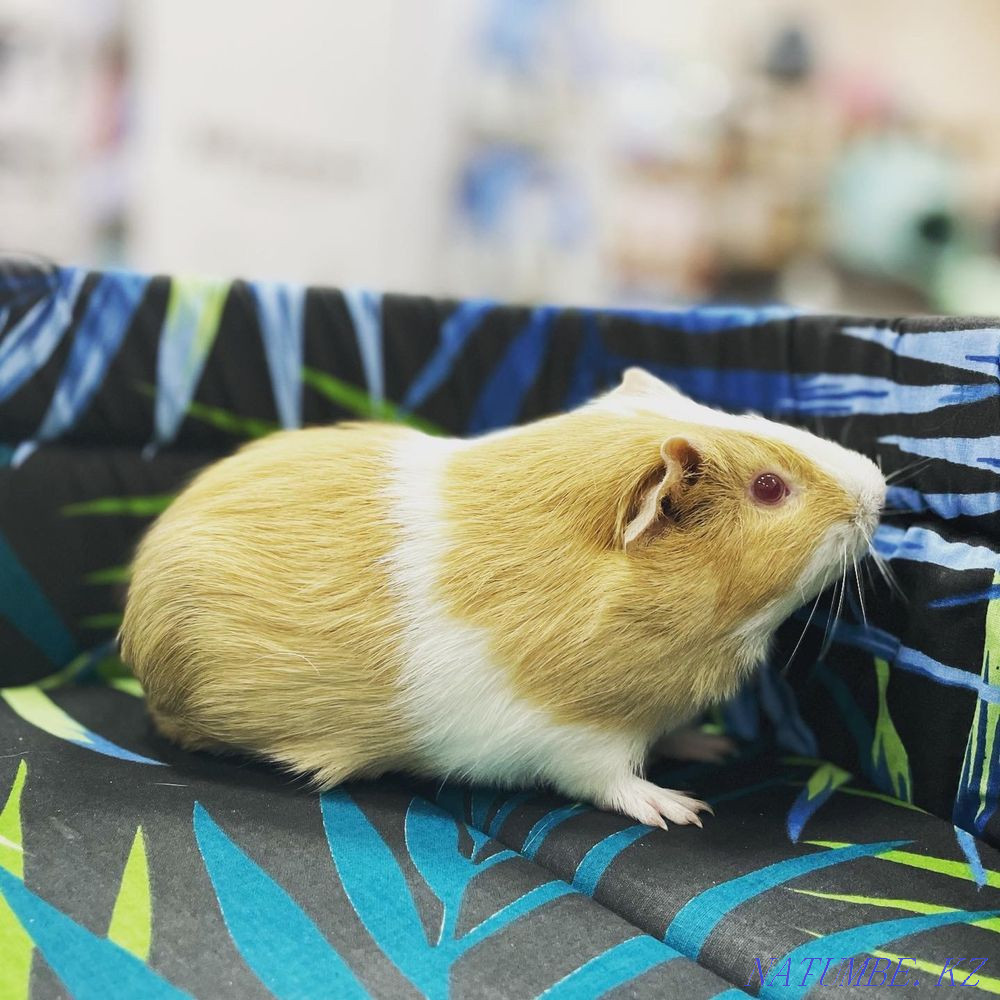 Морская свинка Астана - изображение 2
