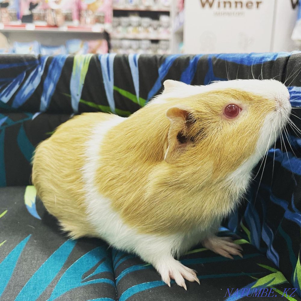 Морская свинка Астана - изображение 1