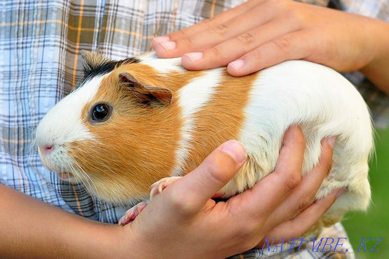 Морские свинки, домашние животные Астана - изображение 1