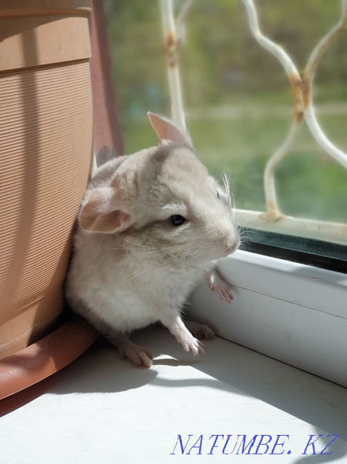 шиншилла мальчик 8 мес Астана - изображение 4