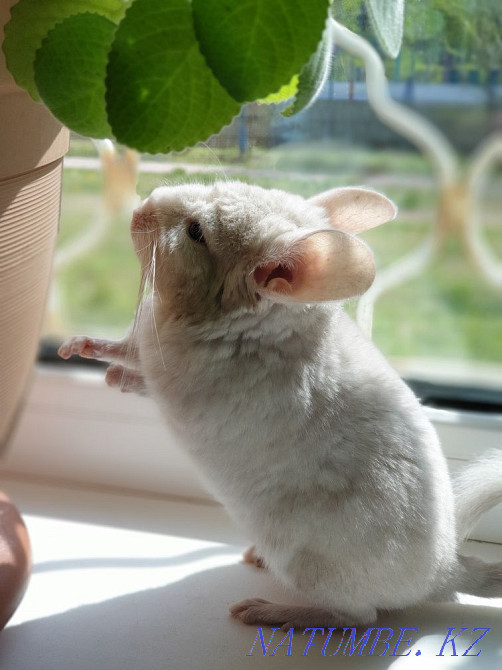шиншилла мальчик 8 мес Астана - изображение 1