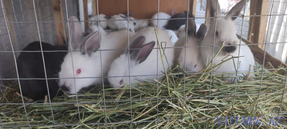 Колефорниские кролики Алгабас - изображение 1