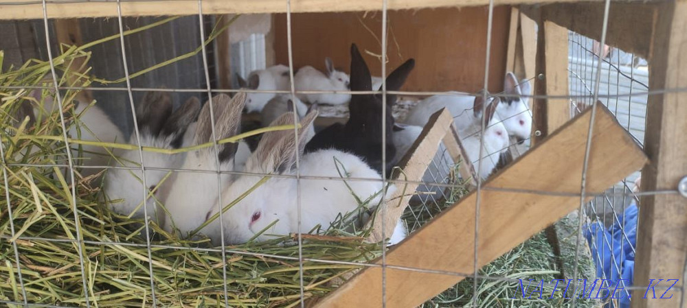 Колефорниские кролики Алгабас - изображение 2