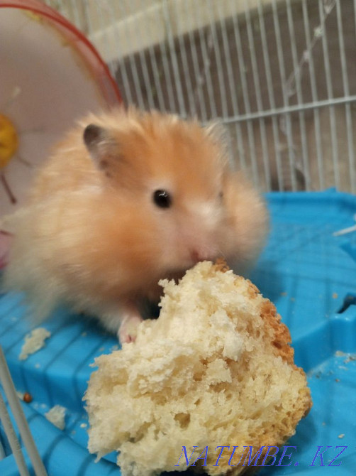 Продам хомячков серийских Атырау - изображение 3