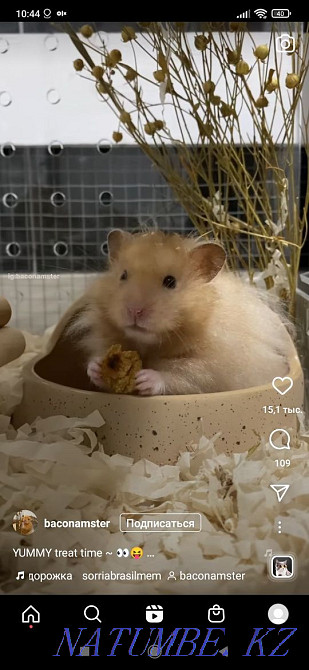 Продам хомячков серийских Атырау - изображение 4