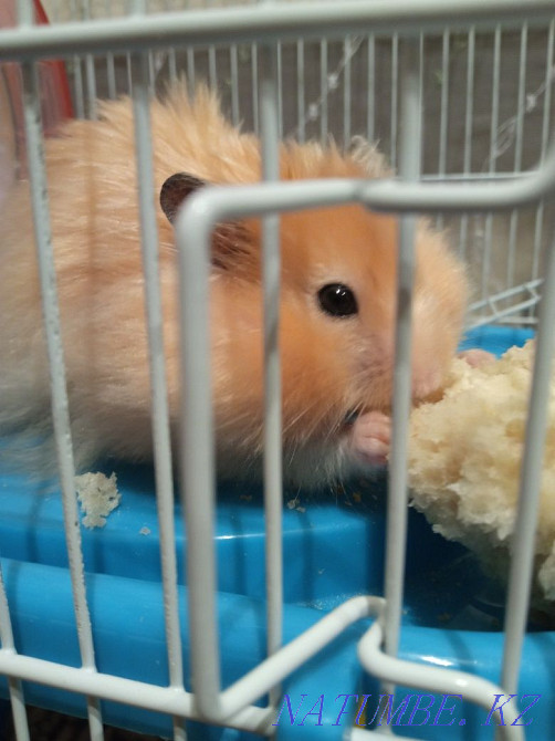 Продам хомячков серийских Атырау - изображение 2