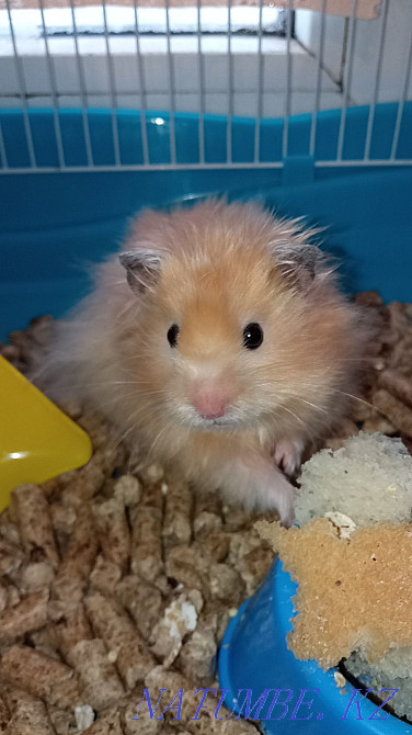 Продам хомячков серийских Атырау - изображение 1