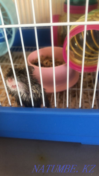 Hamsters with net Kokshetau - photo 3