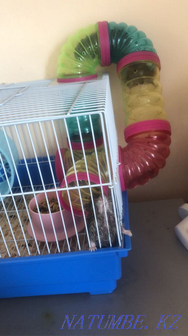 Hamsters with net Kokshetau - photo 2