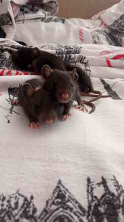 Крысята в добрые руки Караганда