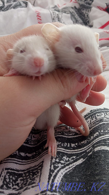 Rats in good hands Karagandy - photo 2