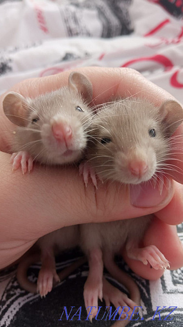 Rats in good hands Karagandy - photo 3