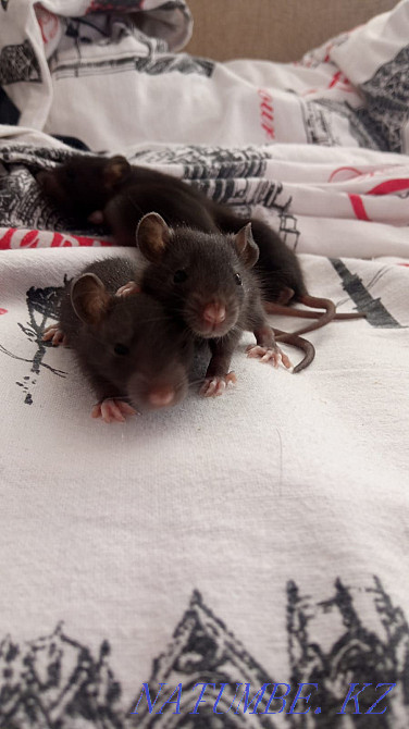 Rats in good hands Karagandy - photo 1