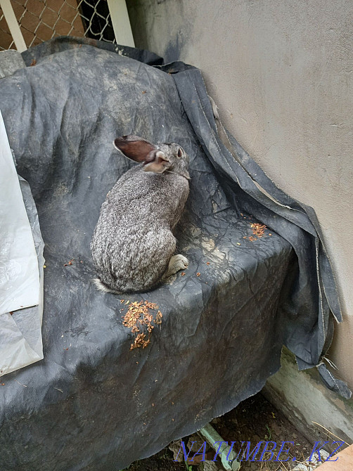 Кролики срочно фландр  - изображение 1