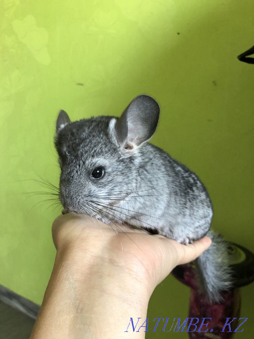 chinchilla boy Мухаметжан Туймебаева - photo 1