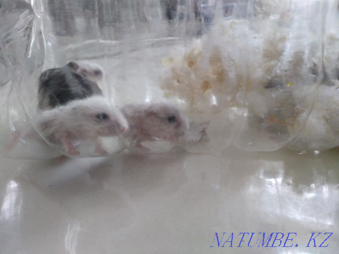 I will give two Djungarian hamsters  - photo 5
