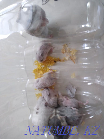 I will give two Djungarian hamsters  - photo 3