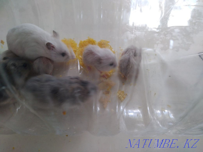 I will give two Djungarian hamsters  - photo 1
